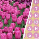 רק 2% מהאנשים מוצאים את המילה "טוליפ" תוך 8 שניות: