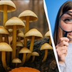 מצא 3 הבדלים ב-11 שניות: מבחן IQ מהיר