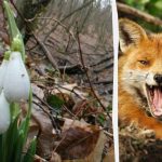 אשליה אופטית תראה איזה מנת משכל יש לך: אתה צריך