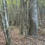 ריבוס לבעלי ראייה מצוינת: צריך למצוא צבי תוך 5 שניות