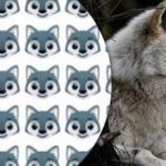 רק מעטים יכולים למצוא את הזאב: פאזל מעניין לתשומת לב