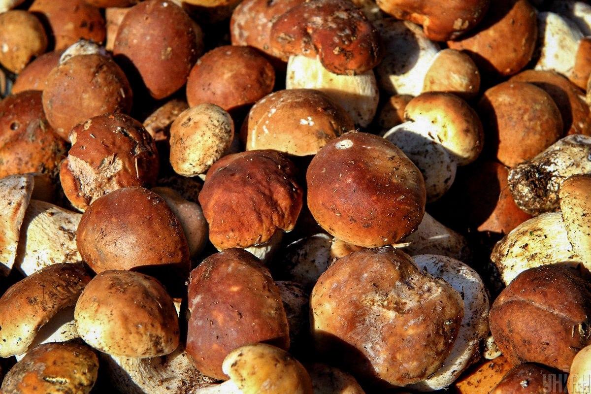 מצא את האבן בין הפטריות בזמן / קולאז' Moje