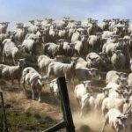 חידה לבעלי ראייה מצוינת: אתה צריך למצוא כלב ב-3 שניות