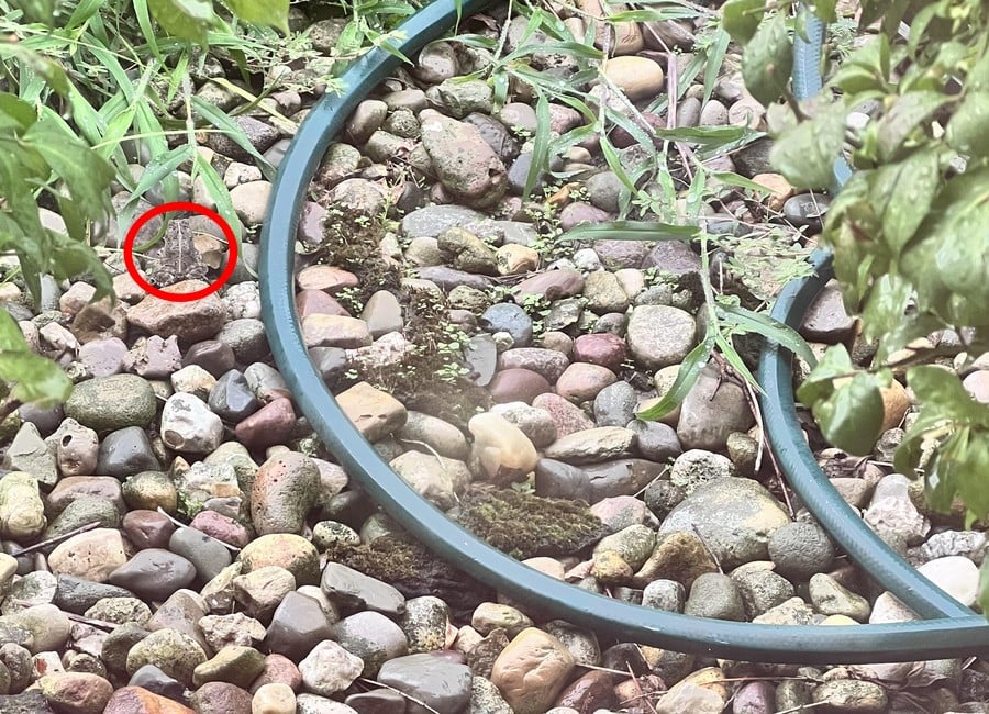 הפתרון לאשליה האופטית